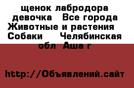 щенок лабродора девочка - Все города Животные и растения » Собаки   . Челябинская обл.,Аша г.